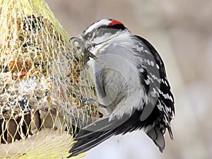 Toronto High Park the Downy Woodpecker 2018