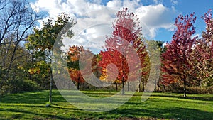 Toronto High Park landscape view