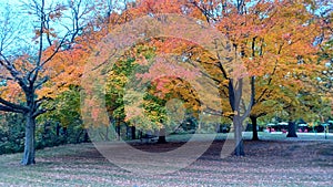 Toronto High Park landscape view in fall season