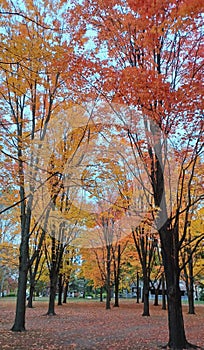 Toronto High Park landscape view in fall season