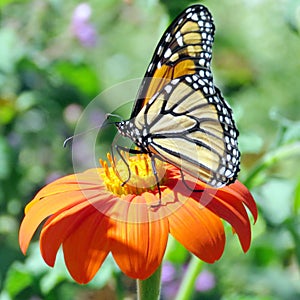 Toronto High Park Monarch on the Mexican Sunflower 2016