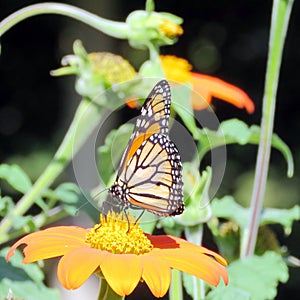 Toronto High Park the Monarch on a Mexican Sunflower 2016