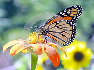 Toronto High Park the Monarch on the Mexican Sunflower 2016