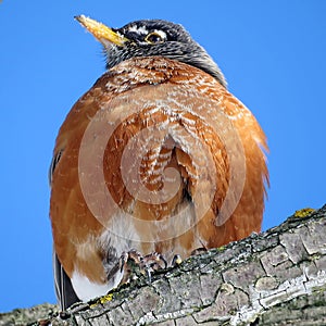 Toronto High Park portait of American Robin 2018