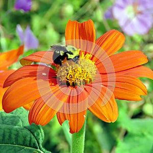 Toronto Lake bumblebee on a Mexican Sunflower 2016