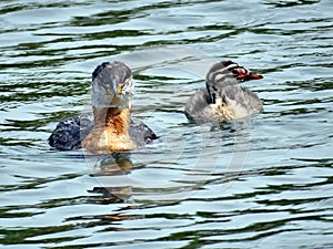 Toronto Lake chick and red-necked grebe 2017