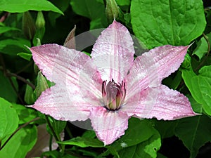 Toronto Lake Clematis flower 2016