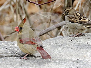 Toronto Lake female Northern cardinal and sparrow 2018