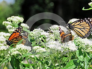 Toronto Lake insects on White Snakeroot 2017