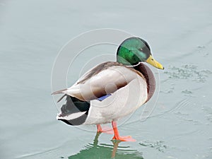 Toronto Lake male Mallard duck on the ice 2018