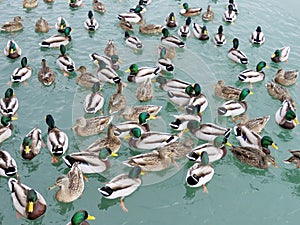 Toronto Lake Mallard ducks 2018