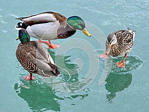 Toronto Lake Mallard ducks on the ice 2018