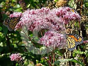 Toronto Lake Monarch butterflies on the Eupatorium cannabinum 2017