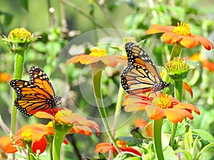 Farfalle sul fiori 2016 