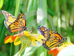 Toronto Lake The Monarch Butterflies on the Mexican Sunflowers 2