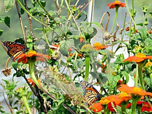 Toronto Lake Monarch Butterflies and Mexican Sunflowers 2016