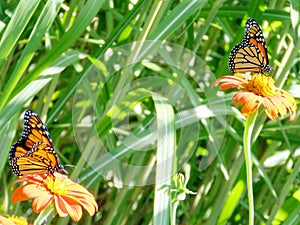 Toronto Lake Monarch Butterflies on the Mexican Sunflowers 2016