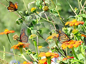 Toronto Lake Monarch Butterflies among Mexican Sunflowers 2016