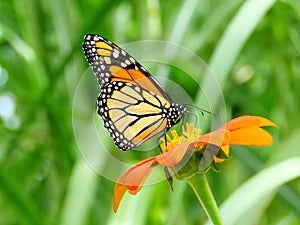 Toronto Lake the Monarch Butterfly on Mexican Sunflower 2016