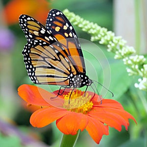 Toronto Lake Monarch Butterfly on a Mexican Sunflower 2016