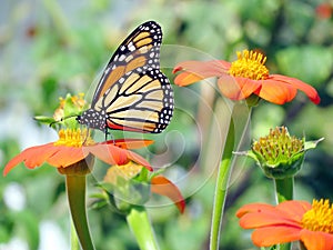 Toronto Lake the Monarch Butterfly on the Mexican Sunflowers 2016