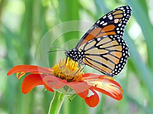 Toronto Lake Monarch on the Mexican Sunflower 2016