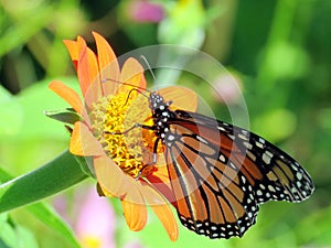 Toronto Lake the Monarch on a Mexican Sunflower 2016