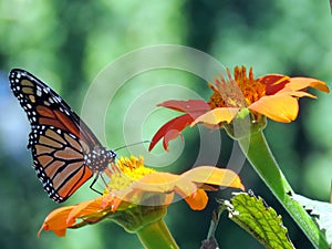 Toronto Lake Monarch on Mexican Sunflowers 2016