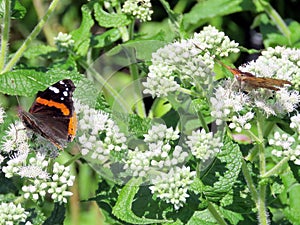 Toronto Lake Red Admiral on White Snakeroot 2017