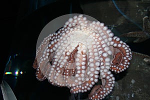 Toronto Octopus Aquarium