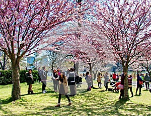 People enjoy the spring cherry blossoms at Toronto`s, High Park