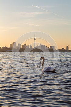 Toronto Skyline at Sunrise and a Swan