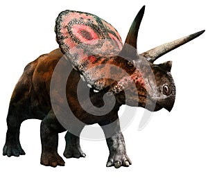 Torosaurus