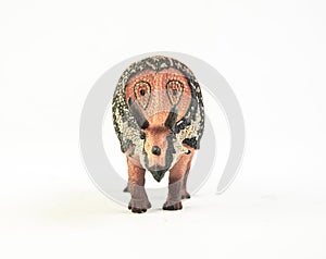 Torosaurus , dinosaur on white background