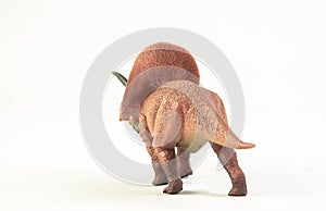 Torosaurus , dinosaur on white background