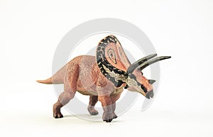 Torosaurus , dinosaur on white background