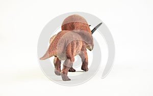 Torosaurus , dinosaur on white background