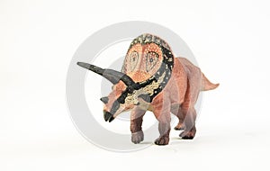 Torosaurus , dinosaur on white background