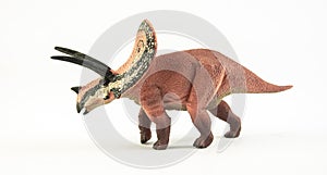 Torosaurus , dinosaur on white background