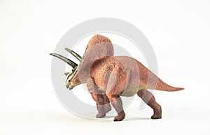 Torosaurus , dinosaur on white background