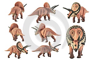 Torosaurus , dinosaur on white background