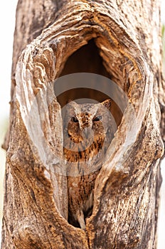 Torotoroka scops owl, Otus rutilus madagascariensis, Kirindy Forest, Madagascar