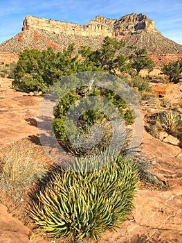 Plants at Toroweap overlook of Grand Canyon National Park, North photo
