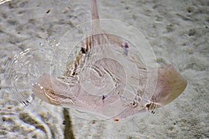 Torpedo fish