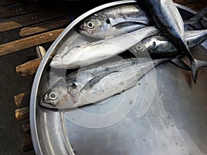 Torpedo or Hardtail or Finletted mackerel scad fish  in a steel tray