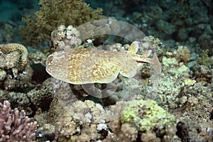 Torpedo ray