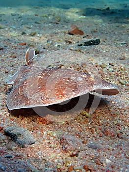 Torpedo ray