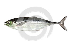 Torpedo scad (Finny scad, Finletted mackerel scad) isolated on