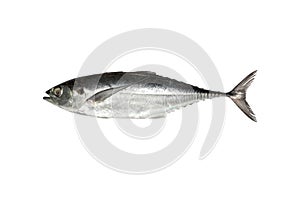 torpedo scad (Finny scad, Finletted mackerel scad) isolated on