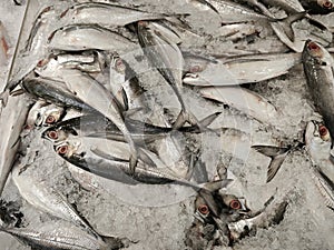 Torpedo Scad fishes on frozen ice cube.